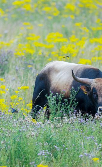 Symposium Evidence based rewilding 20 maart 2026