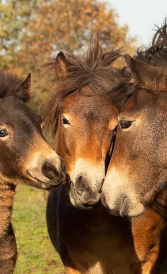Exmoorpony's 