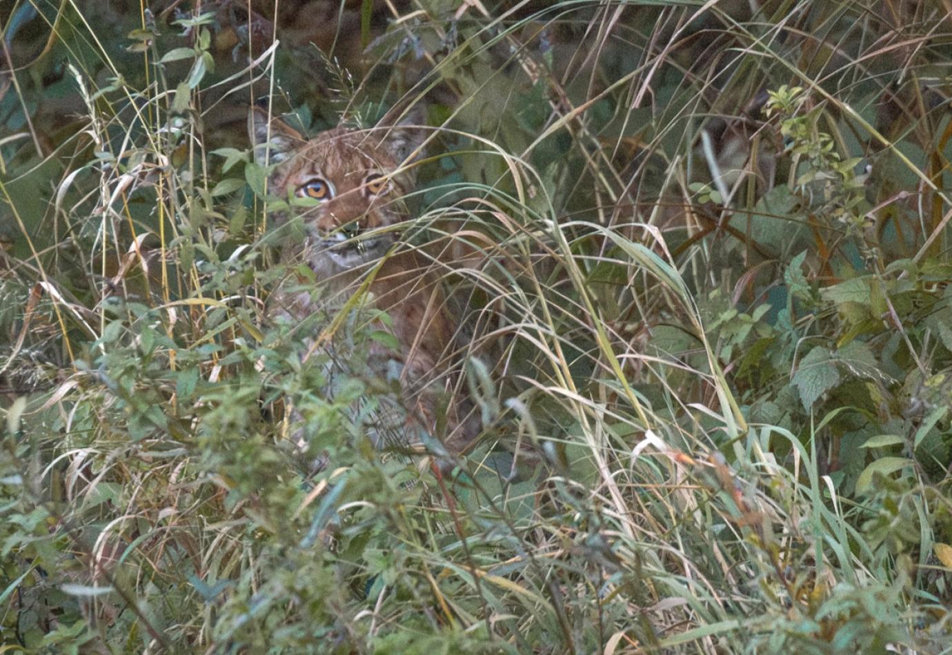 Een wilde lynx in Europa ©Jillis Roos