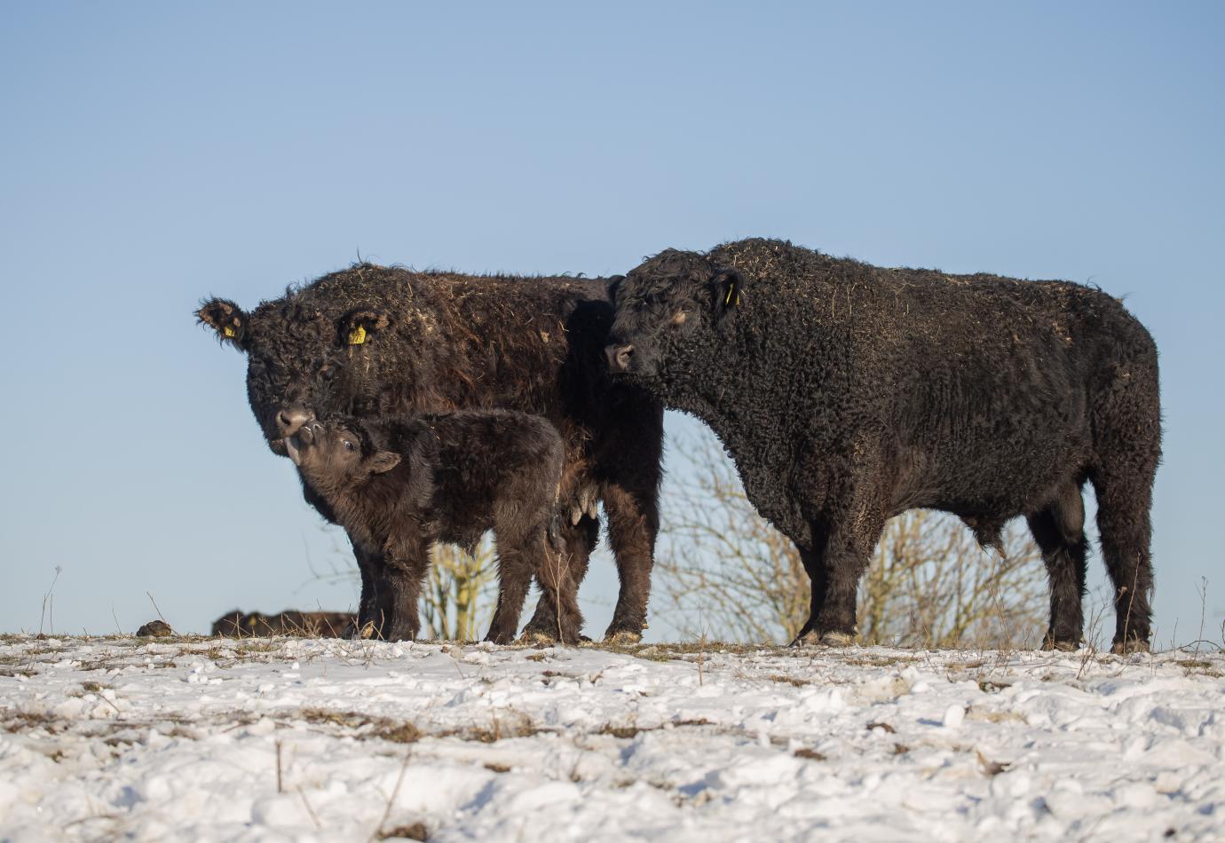 Galloway's in de winter. Loowaard © Sabine Wolters