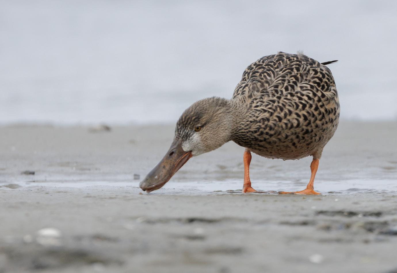 Slobeend © Sabine Wolters