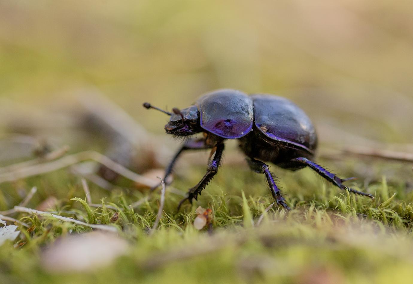 Voorjaarsmestkever © Sabine Wolters