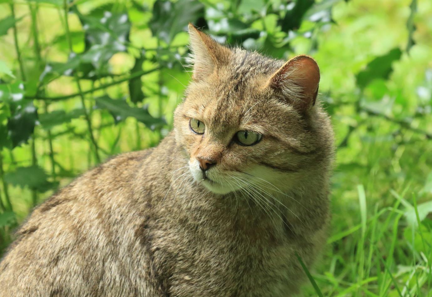 Wilde Kat