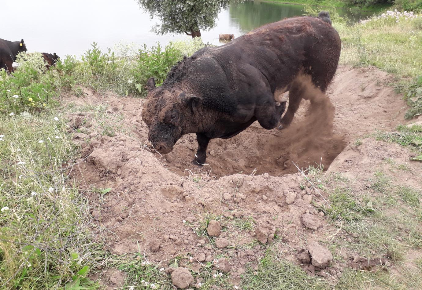 Stier graaft eigen kuil