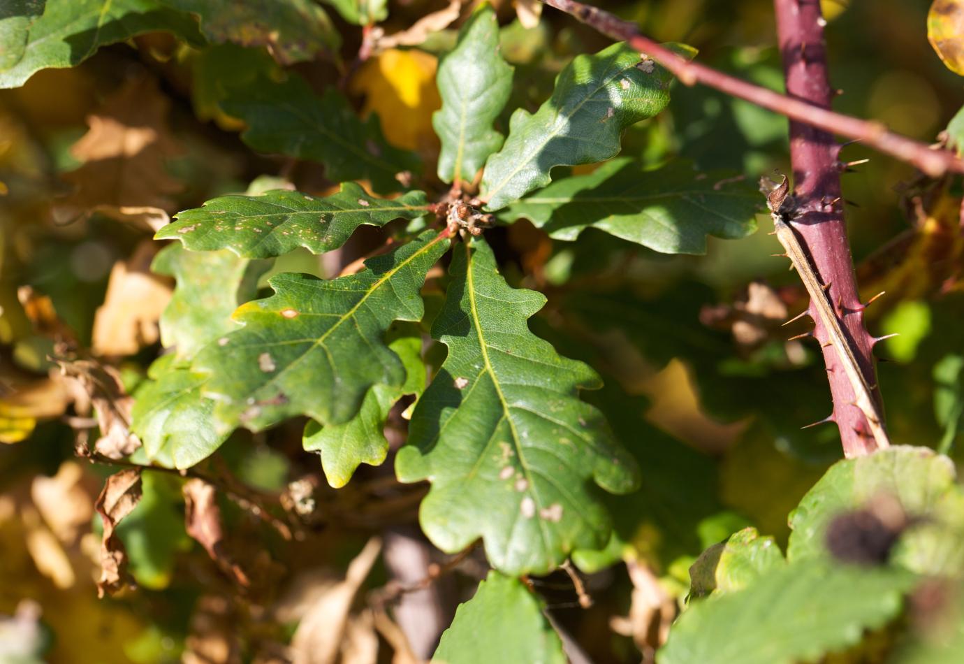Eik komt op in Braamstruik