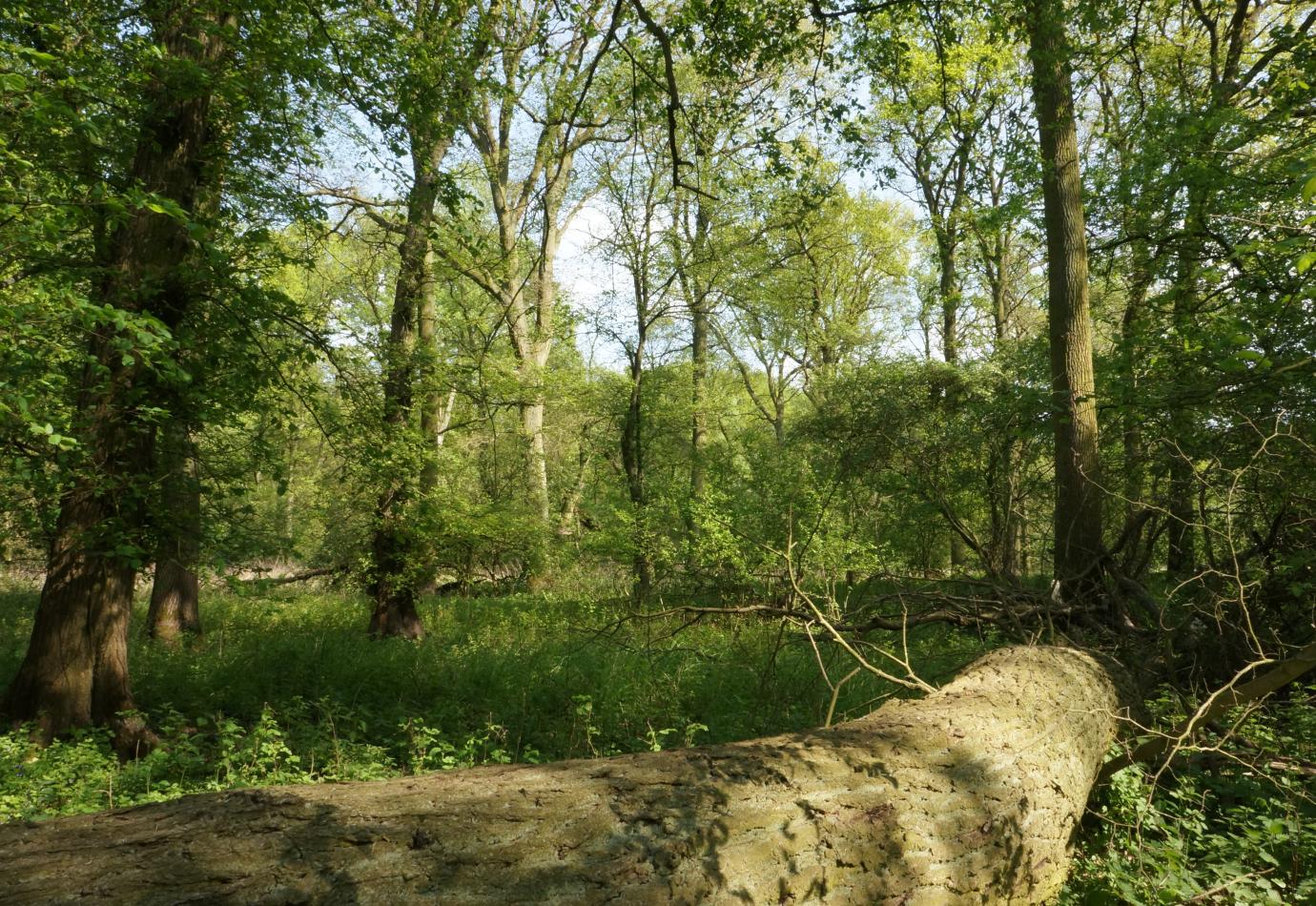 Hardhoutooibos