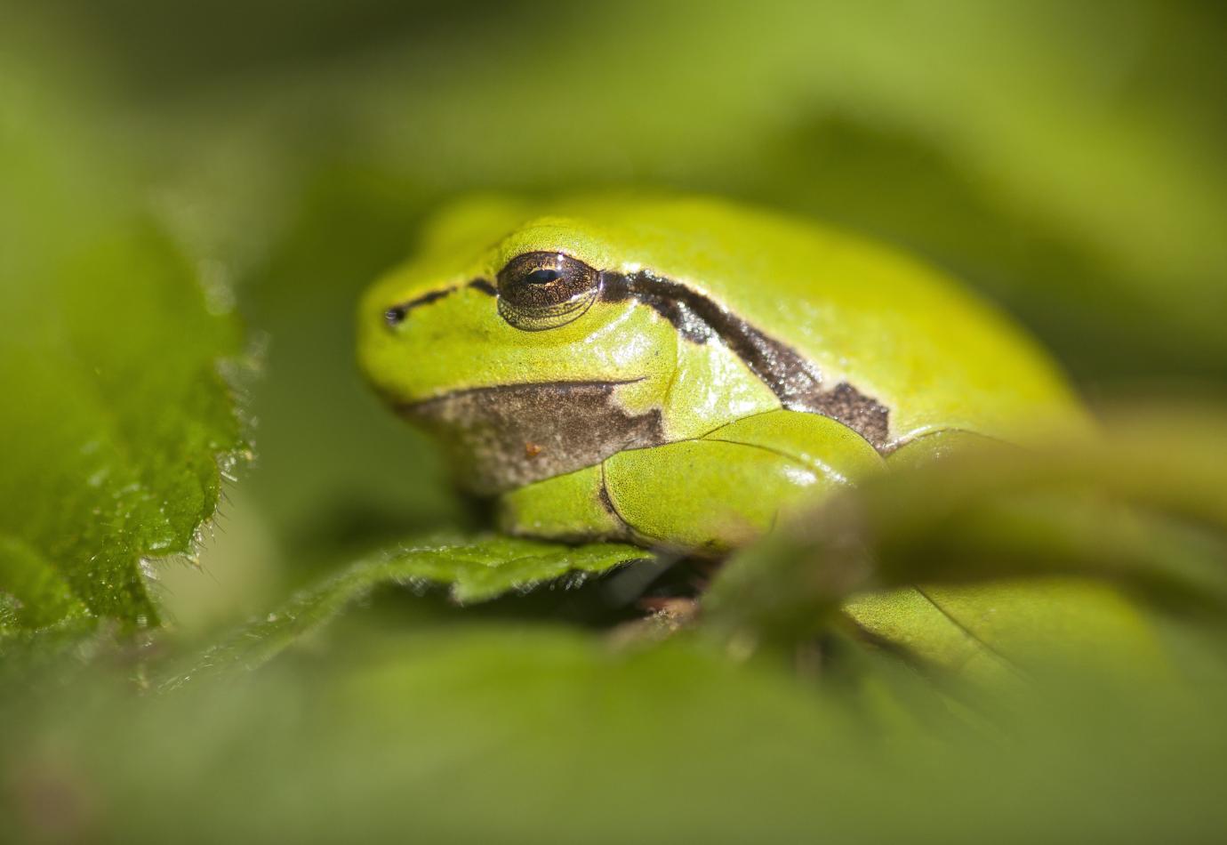 Boomkikker, foto: Bob Luijks