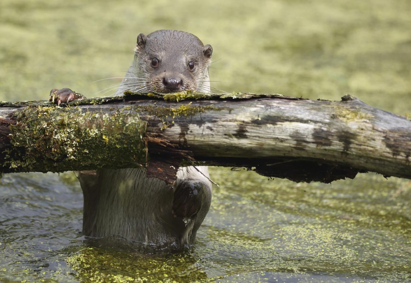 Otter. Foto: Ronald Pol