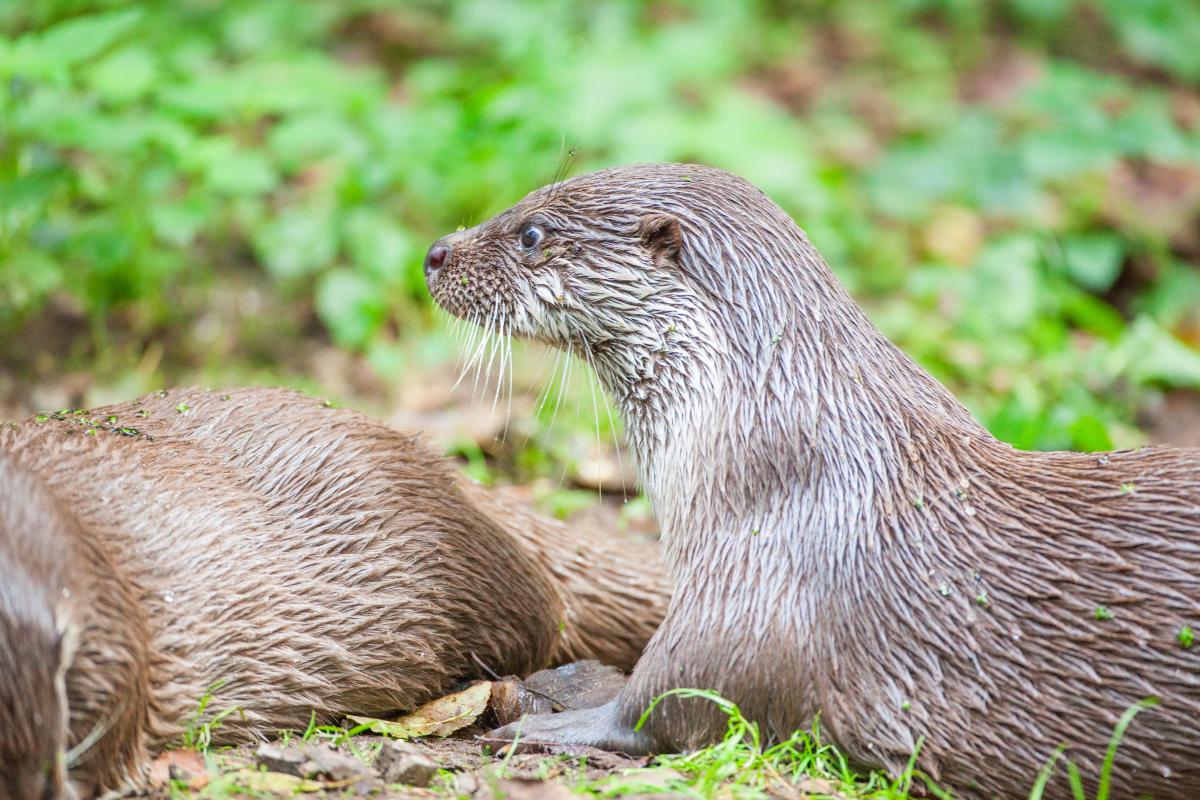 Welkom terug in de Ooij, otter