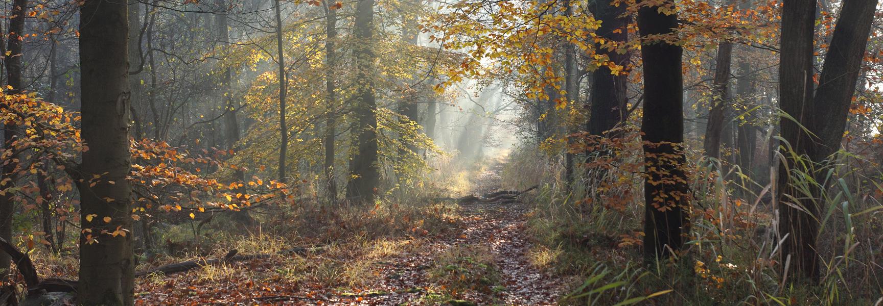 De Geelders, Lussendreef