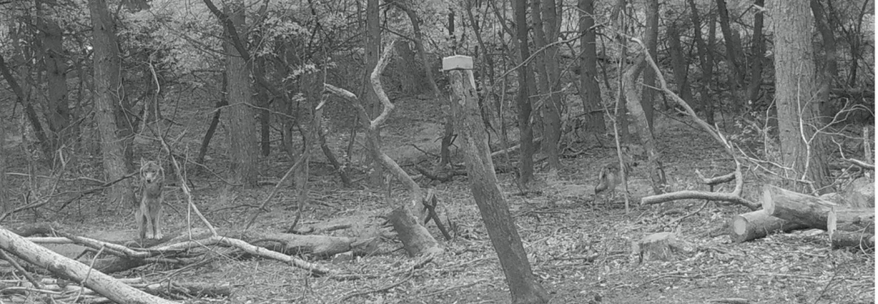 Wildcamerabeeld van wolven