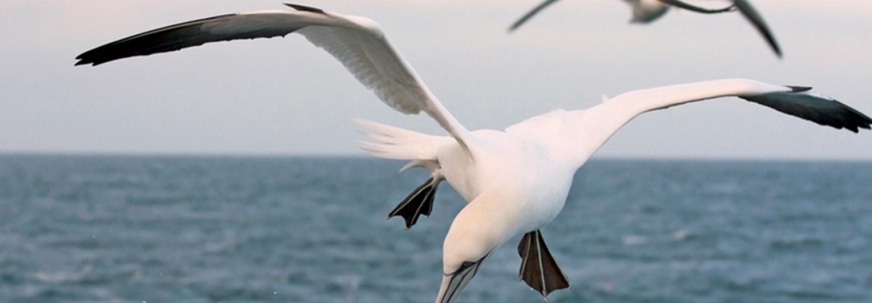 Gannets on the lookout