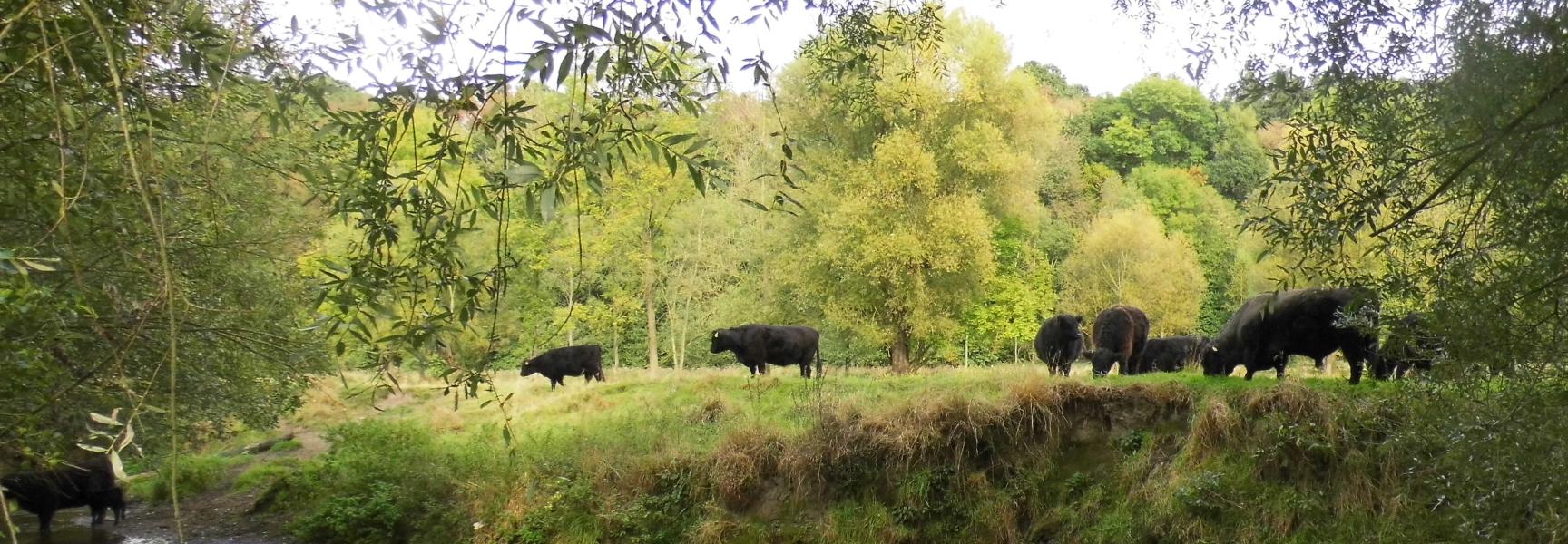 Natuurontwikkeling in het Belgische Geuldal bij Plombieres