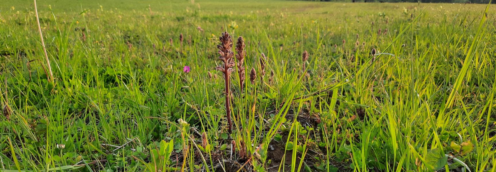 Geulwei van Partey, natuur- en waterbergingsgebied in Partij-Wittem. Het gebied kan in natte tijden water opvangen van de Selzerbeek en de Geul. 