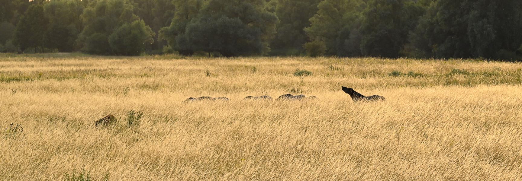 Konik-paarden grazen op een door grassen gedomineerde uiterwaard aan de Waal bij de Gendtse Waarden.