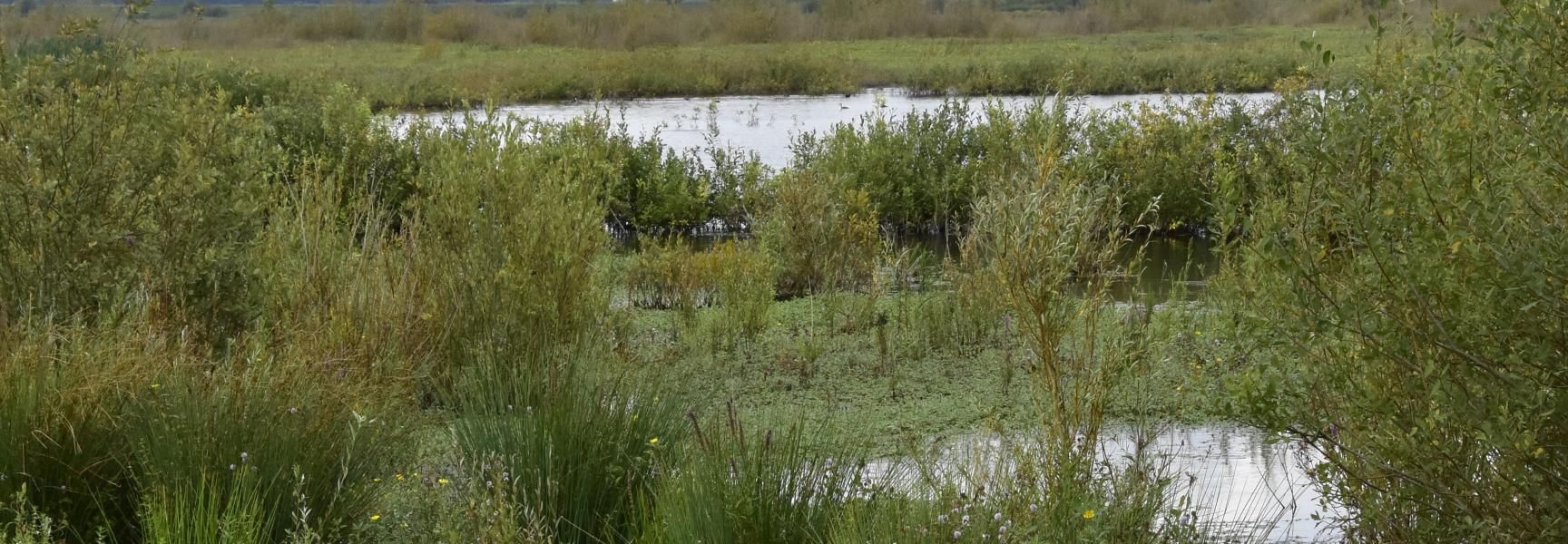 Deltanatuur op Tiengemeten