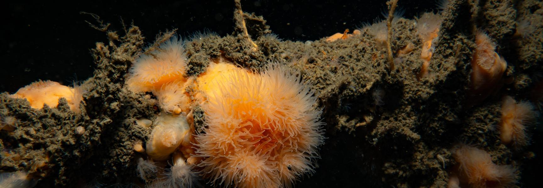 Zeeanemonen vastgegroeid aan uitzetmateriaal bij Borkumse stenen