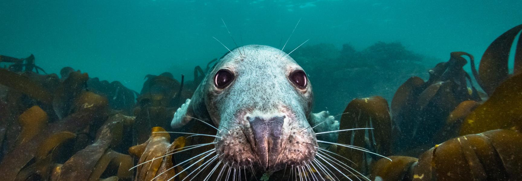 Zeehond in de Noordzee