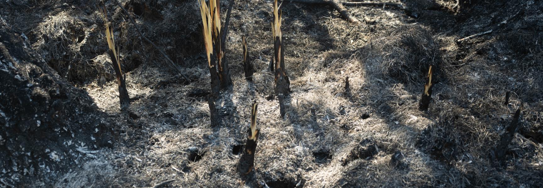 Brand Galigaanmoeras Ringselven Kempen~Broek