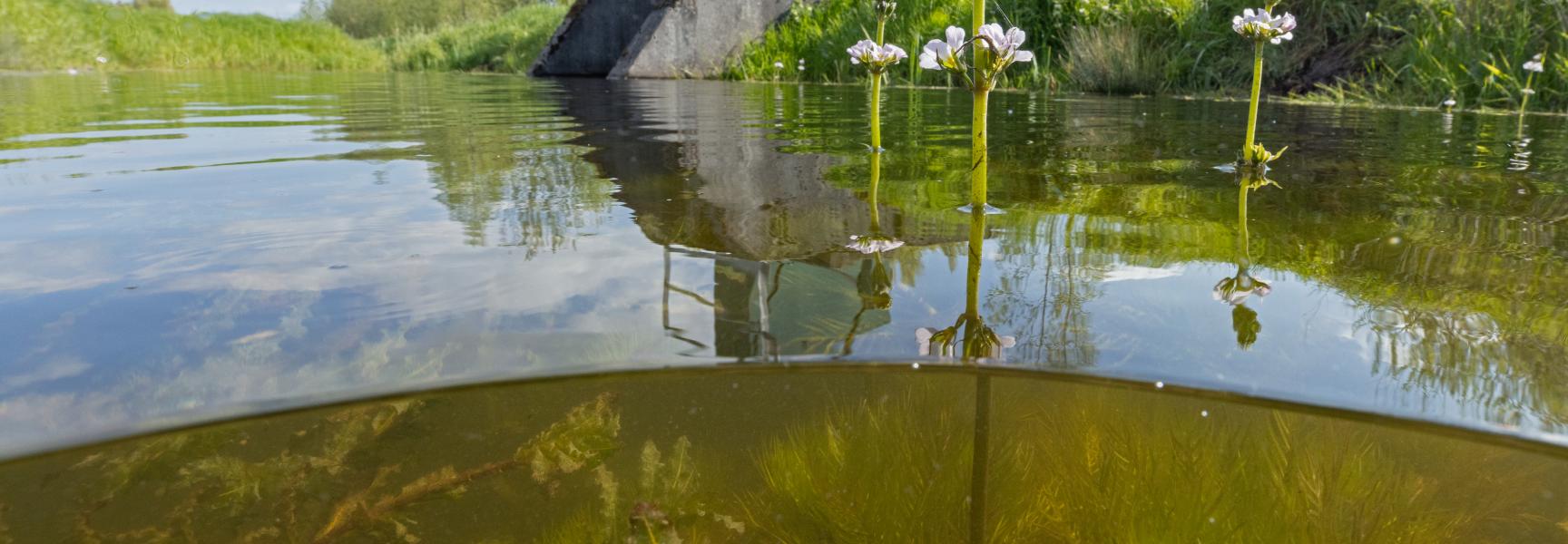 wildernis onder water