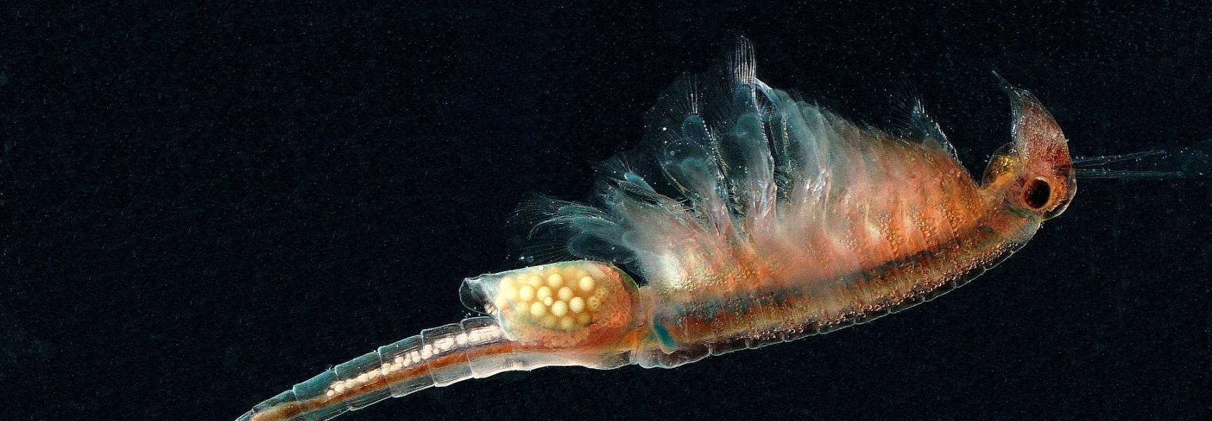 oranjeblauw zwemmend geraamte