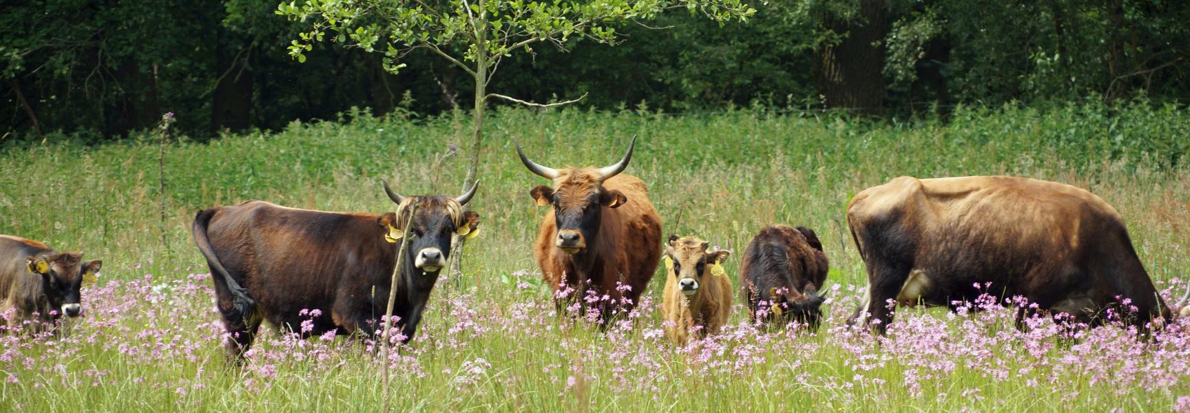Grote grazers gebruiken een gebied elk seizoen anders, waardoor jaarrondbegrazing het grootste effect heeft. Lars Soerink. 