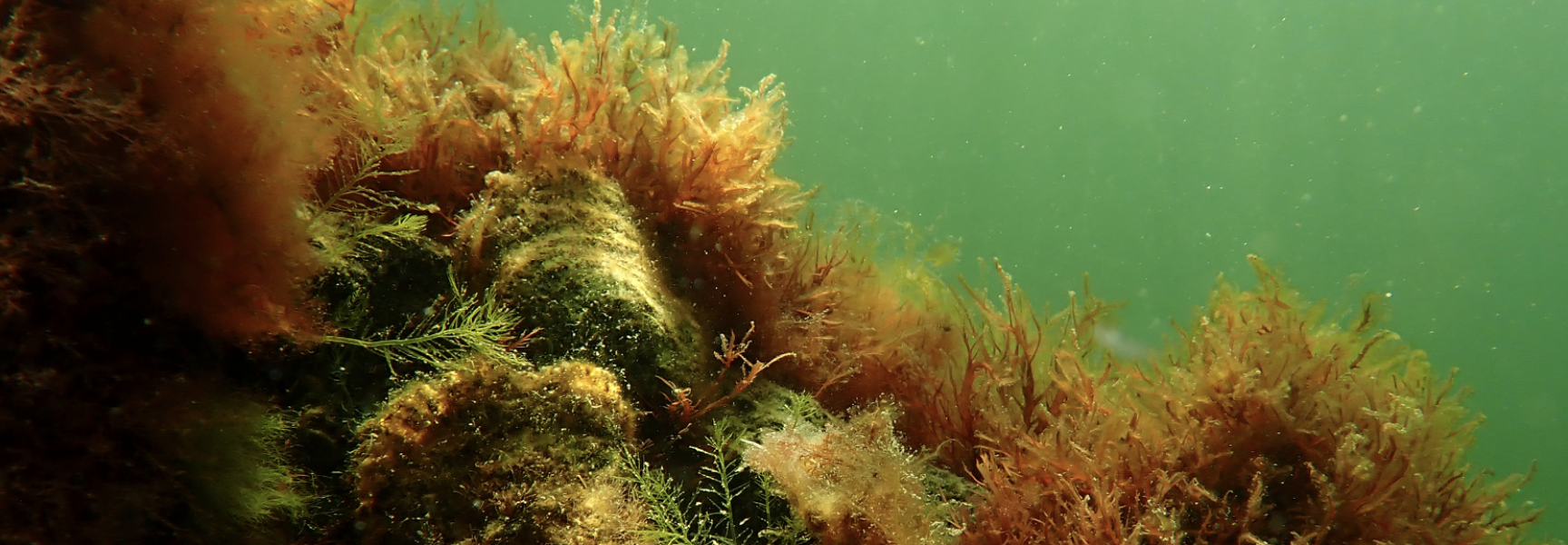 Platte oester in het Grevelingenmeer. Thijmen van Heerde.