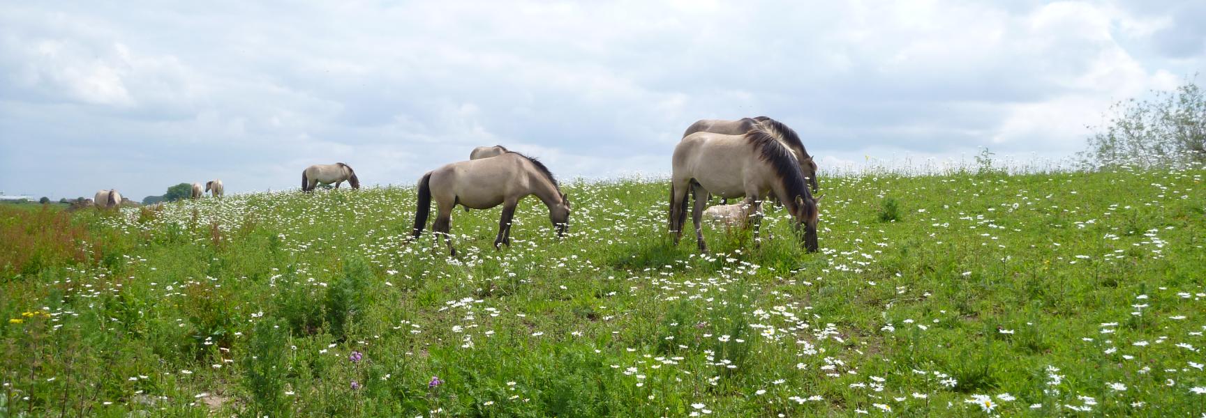 Rondtrekkende grote grazers verspreiden zaden. Leeuwense waard, konikpaarden. Esther Linnartz.