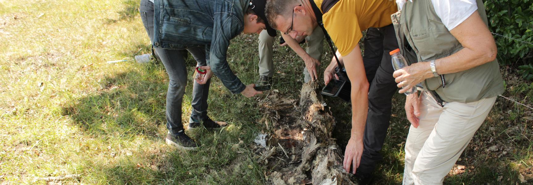 Deelnemers aan de BioBlitz keren een stuk door hout om en onderzoeken welke diersoorten, planten en schimmels hier onder leven.