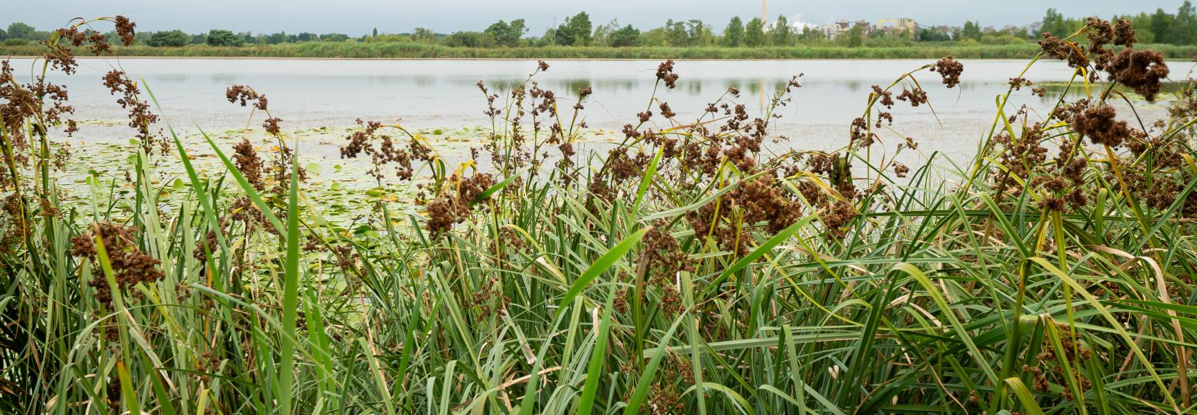 Galigaanveld aan de rand van een ven met op de achteregrond de Nyrstar fabriek in Budel-Dorplein