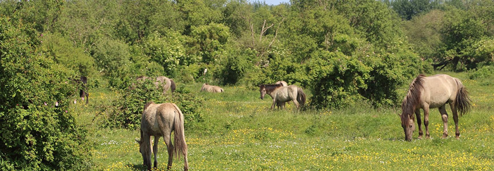 Slikken van de Heen-Konikpaarden