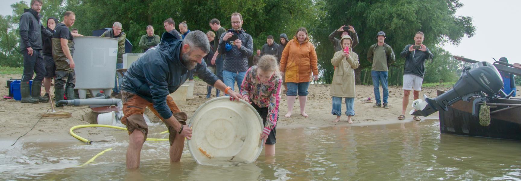 Steurenuitzet bij Woudrichem