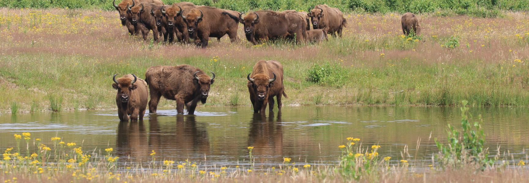 Wisentkudde op de Maashorst