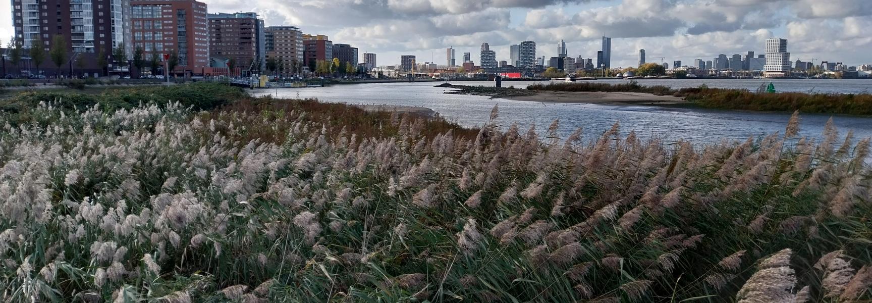 Eiland van Brienenoord