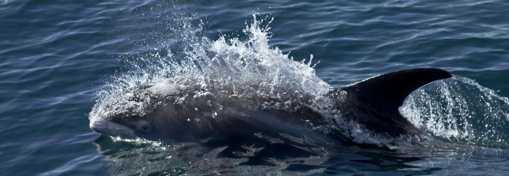 Witsnuitdolfijnen leven in het noordelijke, Nederlandse deel van de Noordzee