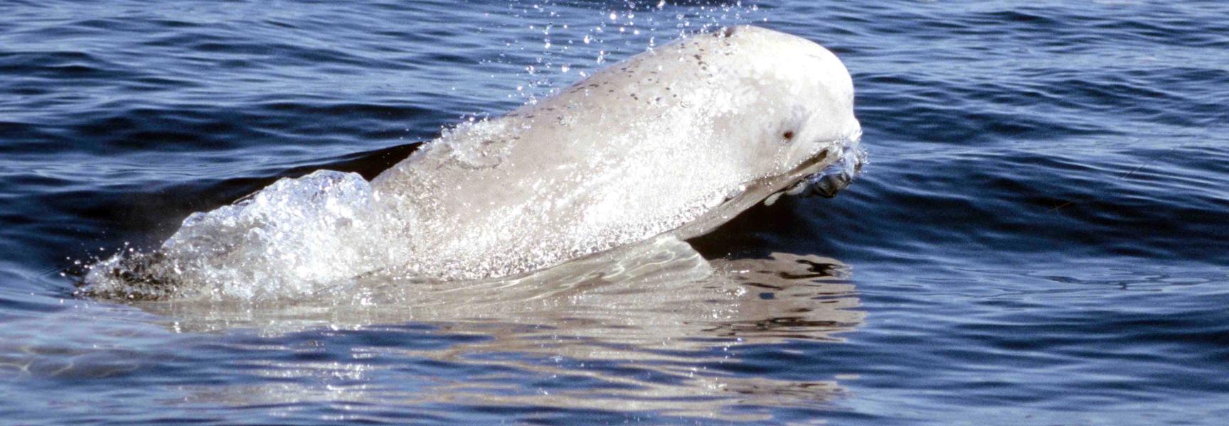 Beloega in Churchill River nabij Hudson Bay, Canada