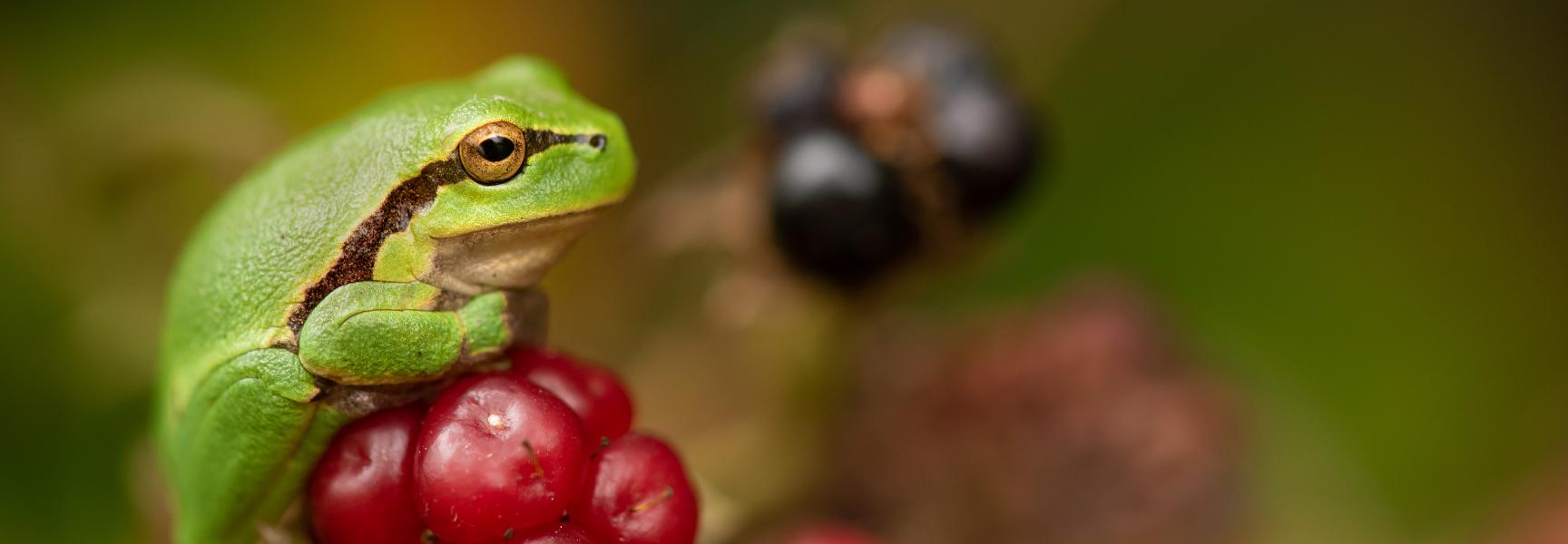 Boomkikker op een onrijpe braam