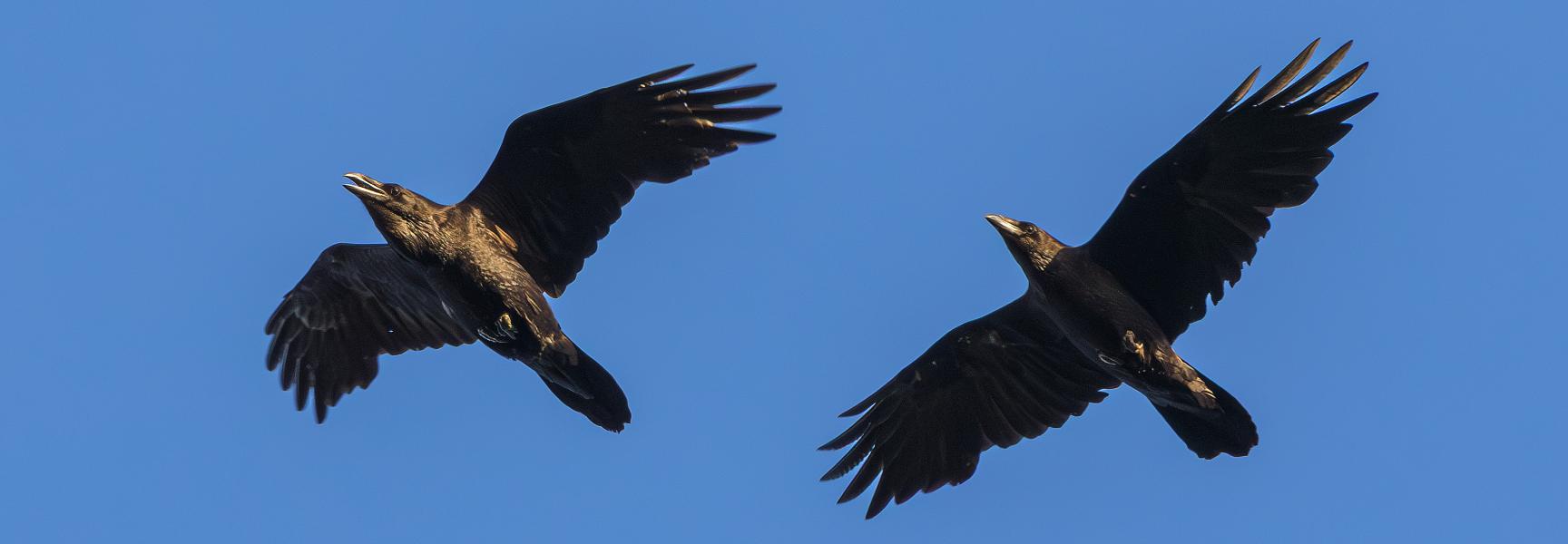Ravenpaar 