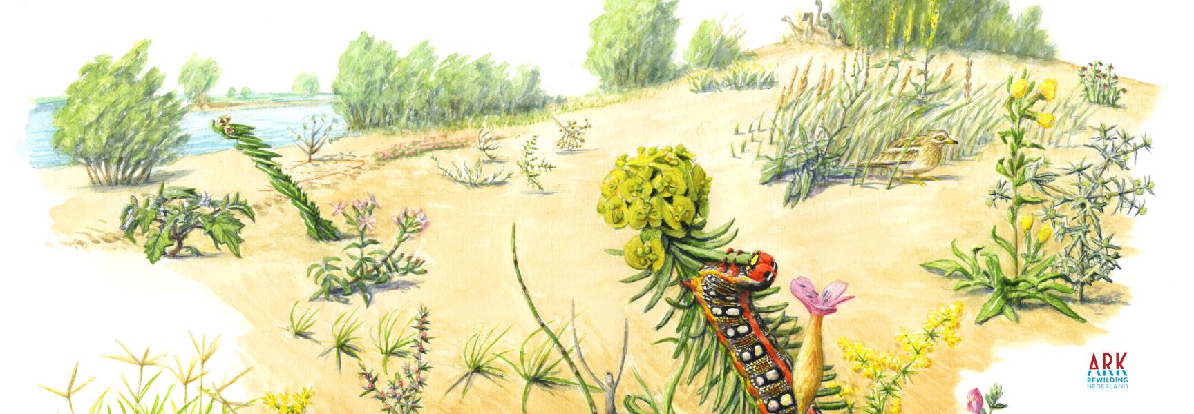 Illustratie wolfsmelkpijlstaartrupsen in Millingerwaard