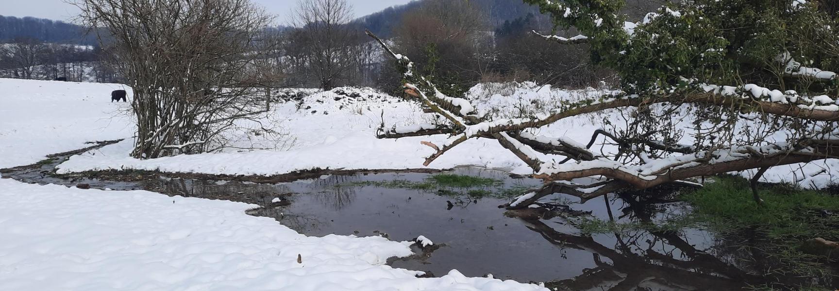 Sneeuw in rewildinggebied Wolfhaag, Zuid-Limburg