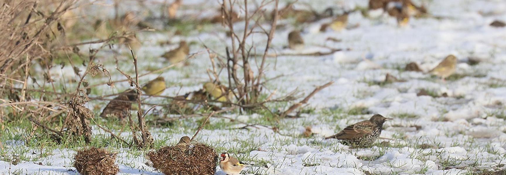 Spreeuwen en putters op mest van grote grazers.
