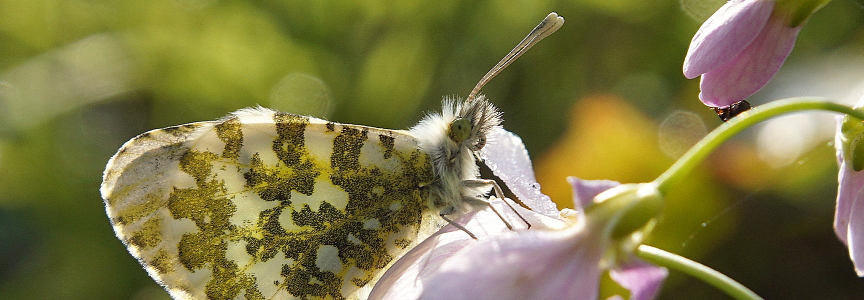 Oranjetipje op bloeiende pinksterbloem