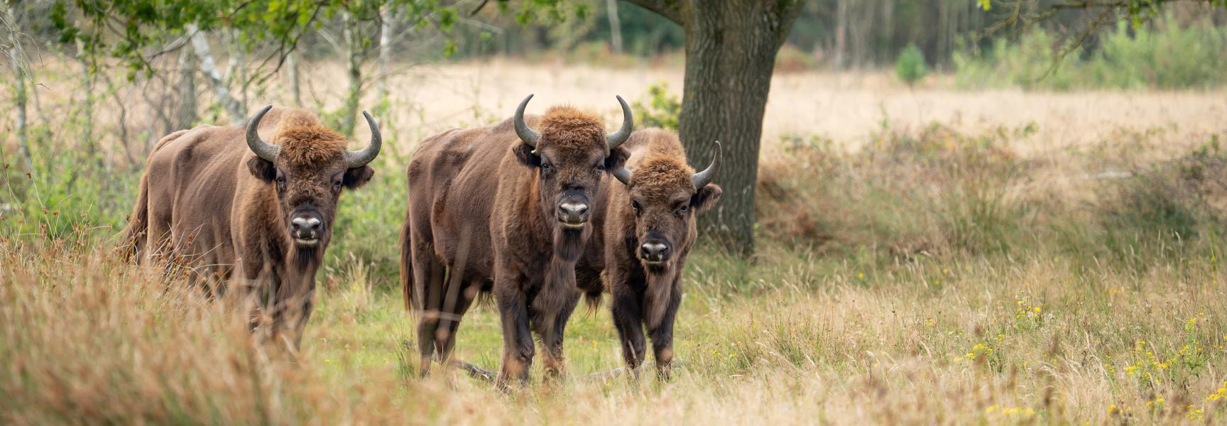 Wisenten op de Maashorst