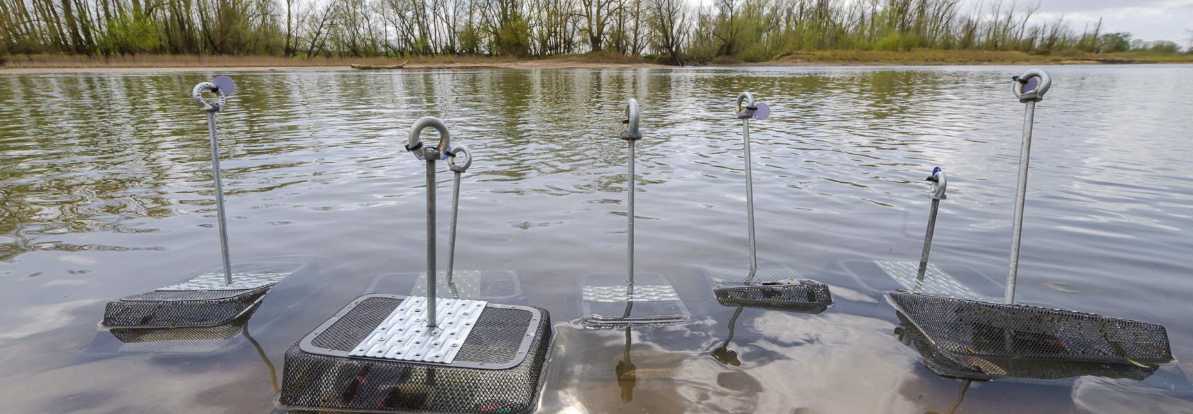 De bolle stroommosselen staan in de oeverzone klaar om uitgezet te worden. 