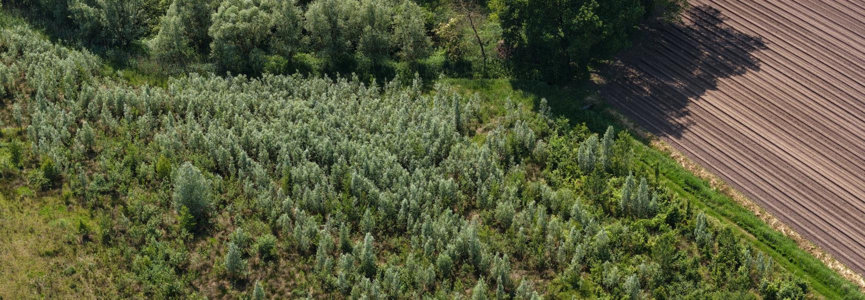 Het Groene Woud_De Dollekes_Luchtfoto_Wiebe de Jager_NIS_ARK Rewilding NL
