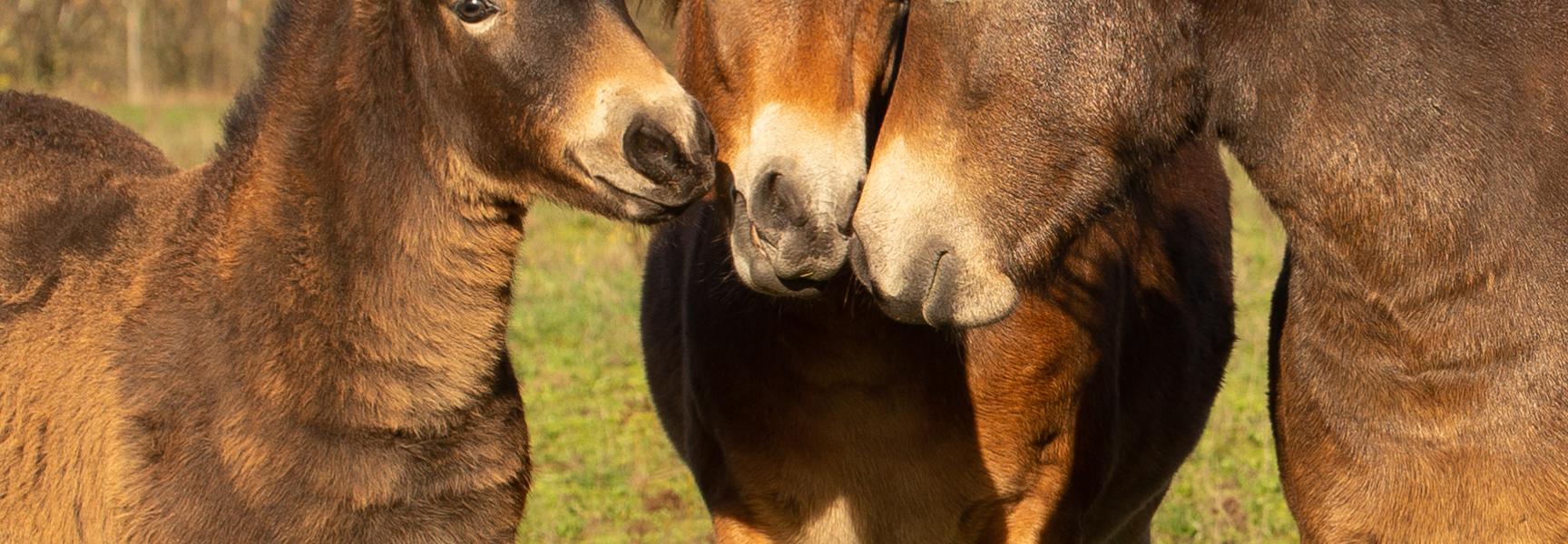 Exmoorpony's 