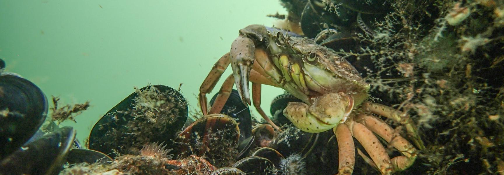 De aanleg van oesterriffen is goed voor allerlei bodembewoners zoals deze krab. Foto Ad Aleman