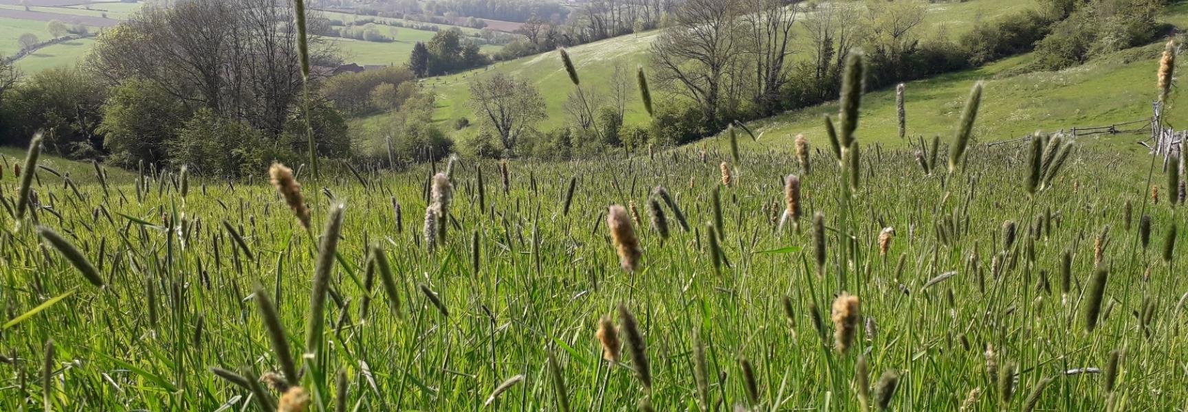 De hellinggraslanden in de bovenloop van de Gulp