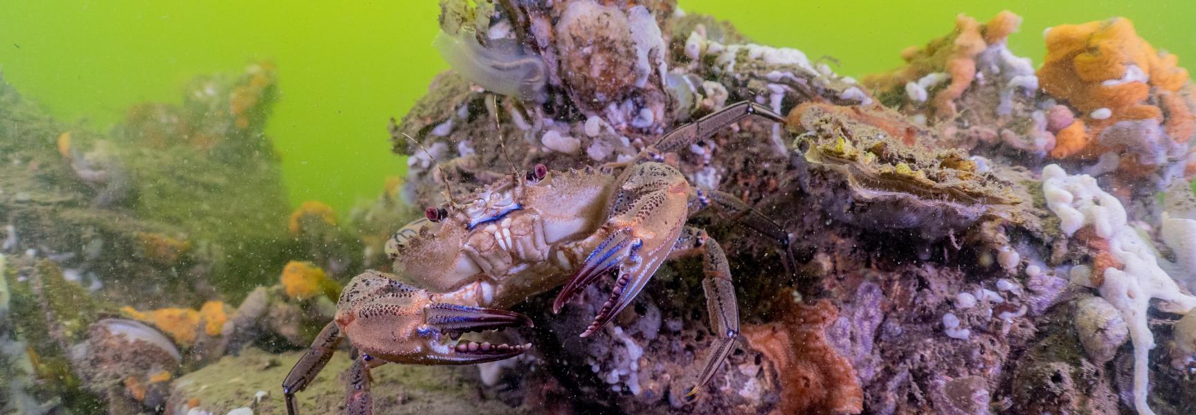 De Wilde Noordzee. Foto: Dutch Maritime Productions