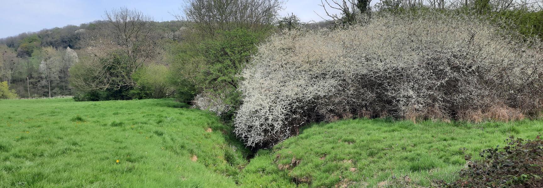Grasland gulpdal ontdaan van prikkeldraad